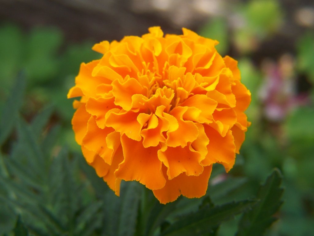 Celebrating Fall Growing And Harvesting Marigolds