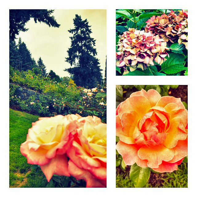 Portland Rose Garden for GROW post
