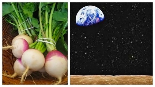 turnip and moon view of earth