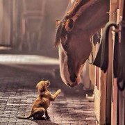 Budweiser Clydesdale and Puppy