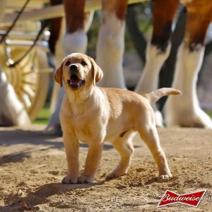 Watch the Super Bowl for the Budweiser Puppy