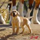 Watch the Super Bowl for the Budweiser Puppy