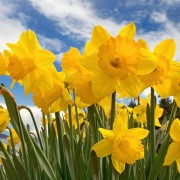 The Many Messages of Daffodils