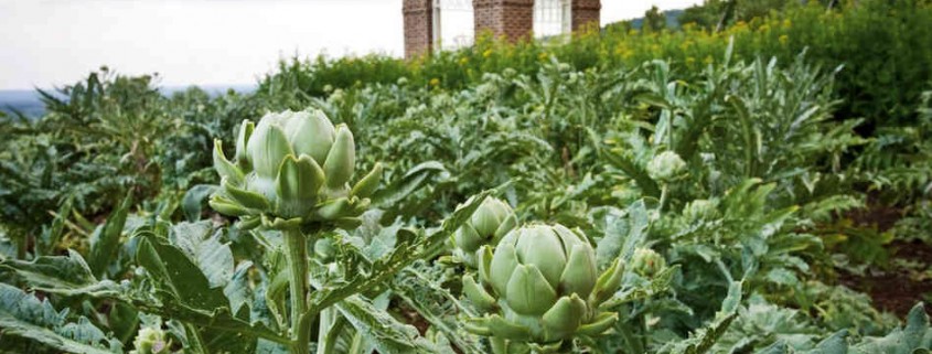 Eating Artichokes with Adrien Brody (And How to Grow Your Own)