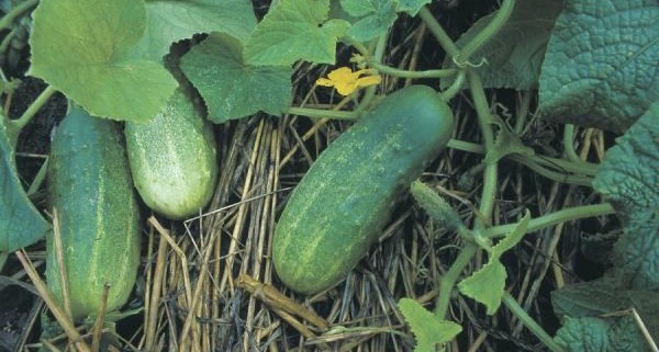 The Sensitive History and Bitter End of the Cucumber