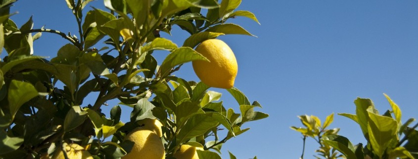 Grow Your Own: Confessions of a Lemon Addict