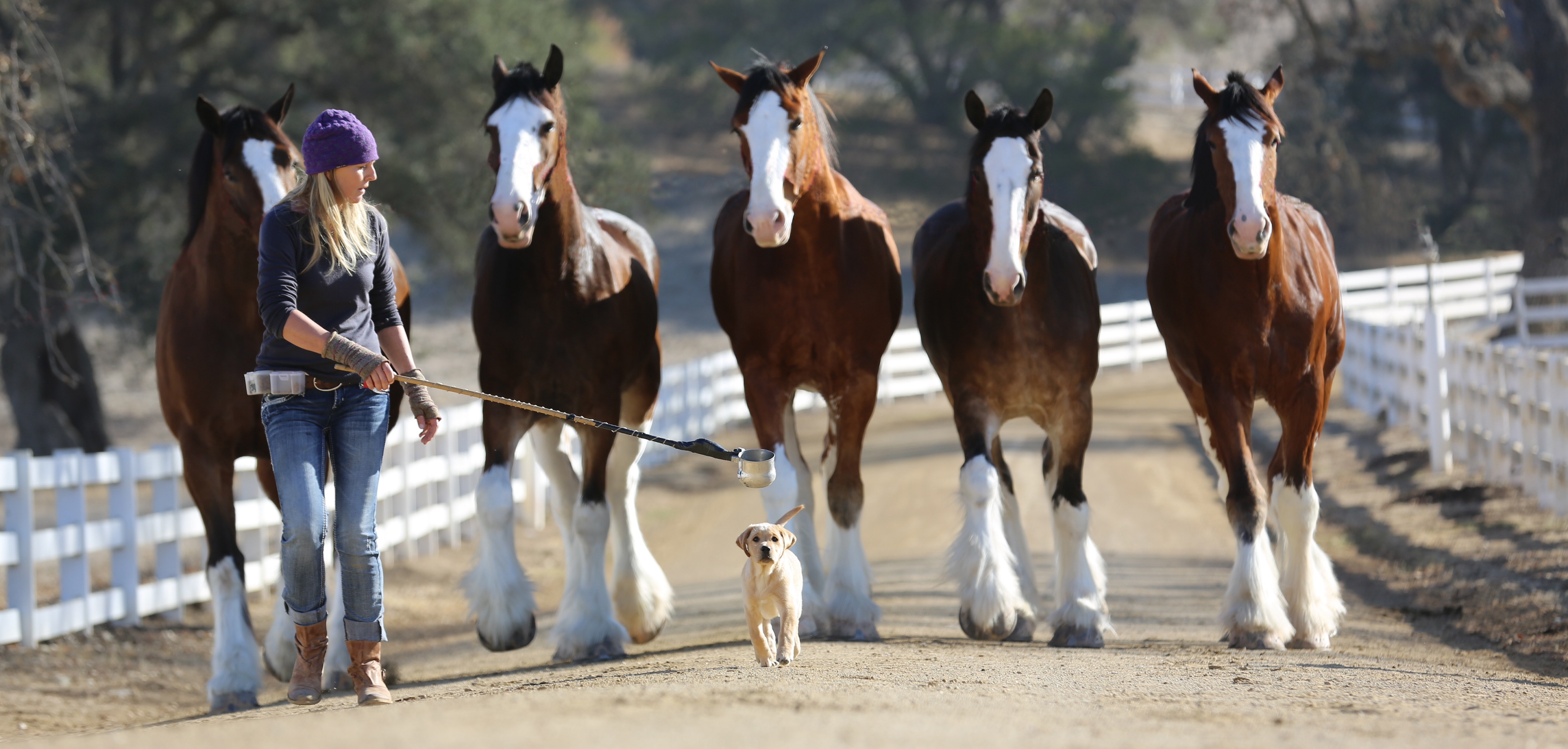 Budweiser Puppy Love Ad Wins This Year's Super Bowl With Over