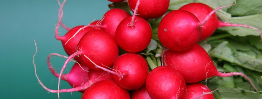 Growing Radishes: Harvesting for Fall Food