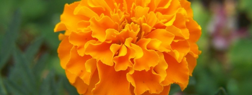Celebrating Fall: Growing and Harvesting Marigolds