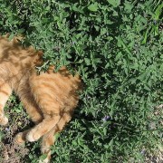 Grow Your Own Catnip: Fun For Your Favorite Feline