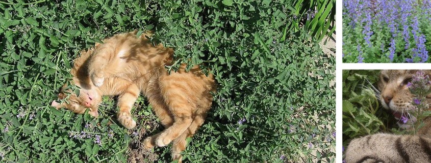 Grow Your Own Catnip: Fun For Your Favorite Feline