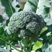 Googling & Growing Broccoli