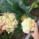 Caring for Cauliflower: Plant Now For a Spring Harvest