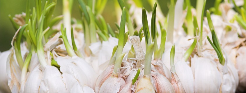 Grow Garlic, Avoid Vampires