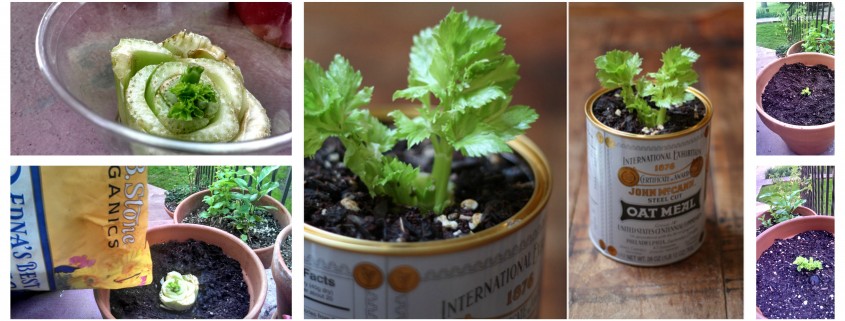 How To Grow Your Own Celery