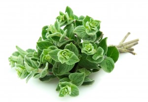 Oregano Dreams & How to Grow Your Own